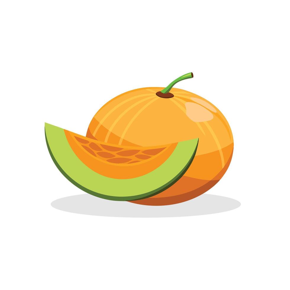 Cantaloupe fruit isolated flat illustration on white background vector