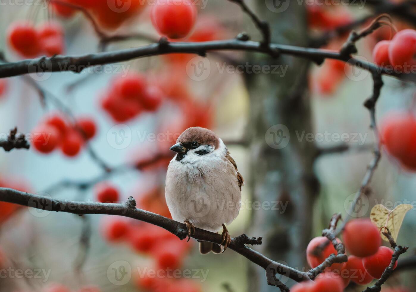 Eurasian Tree Sparrow on Branch with Red Berries photo