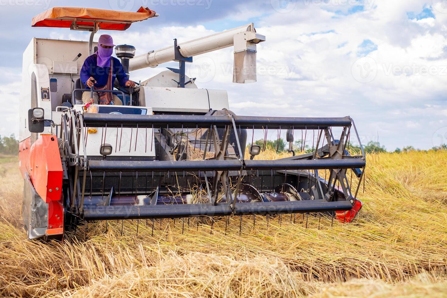 Rice harvest , Workers are driving a combine harvester to harvest rice from farmers' fields in agriculture field photo