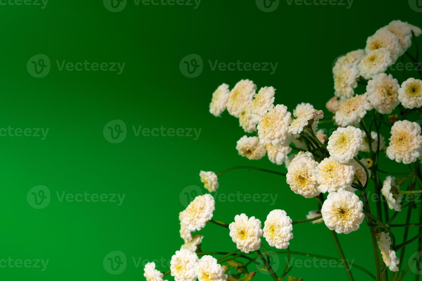 Small white flowers against green background copy space photo