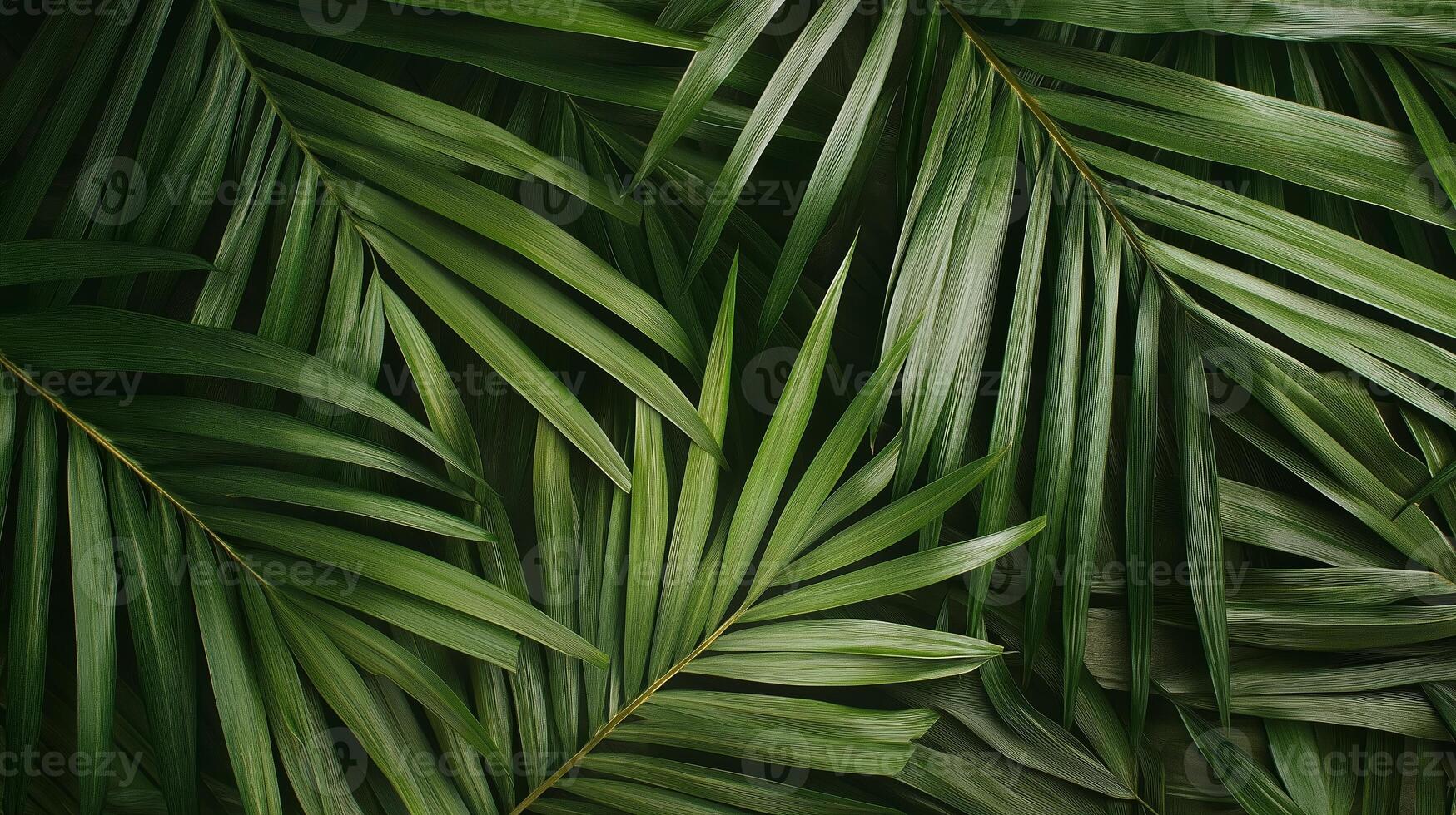 Lush green palm leaves creating a vibrant natural backdrop in a tropical setting photo