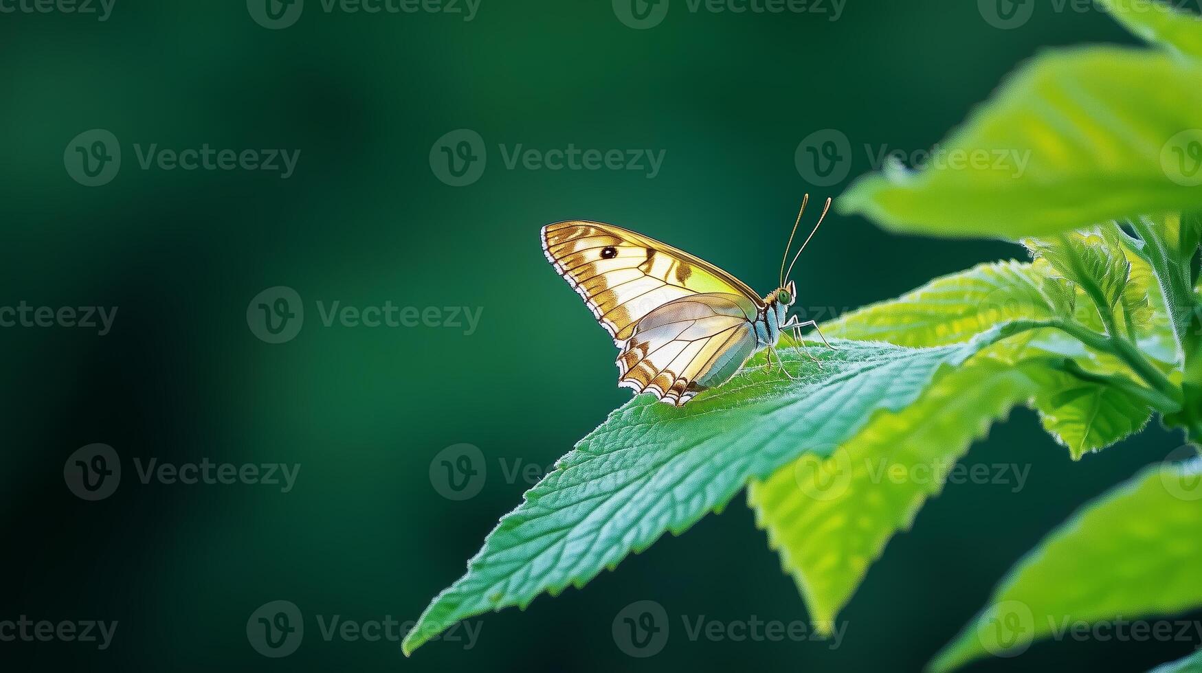 Beautiful butterfly perched on vibrant green leaf in a serene natural setting photo