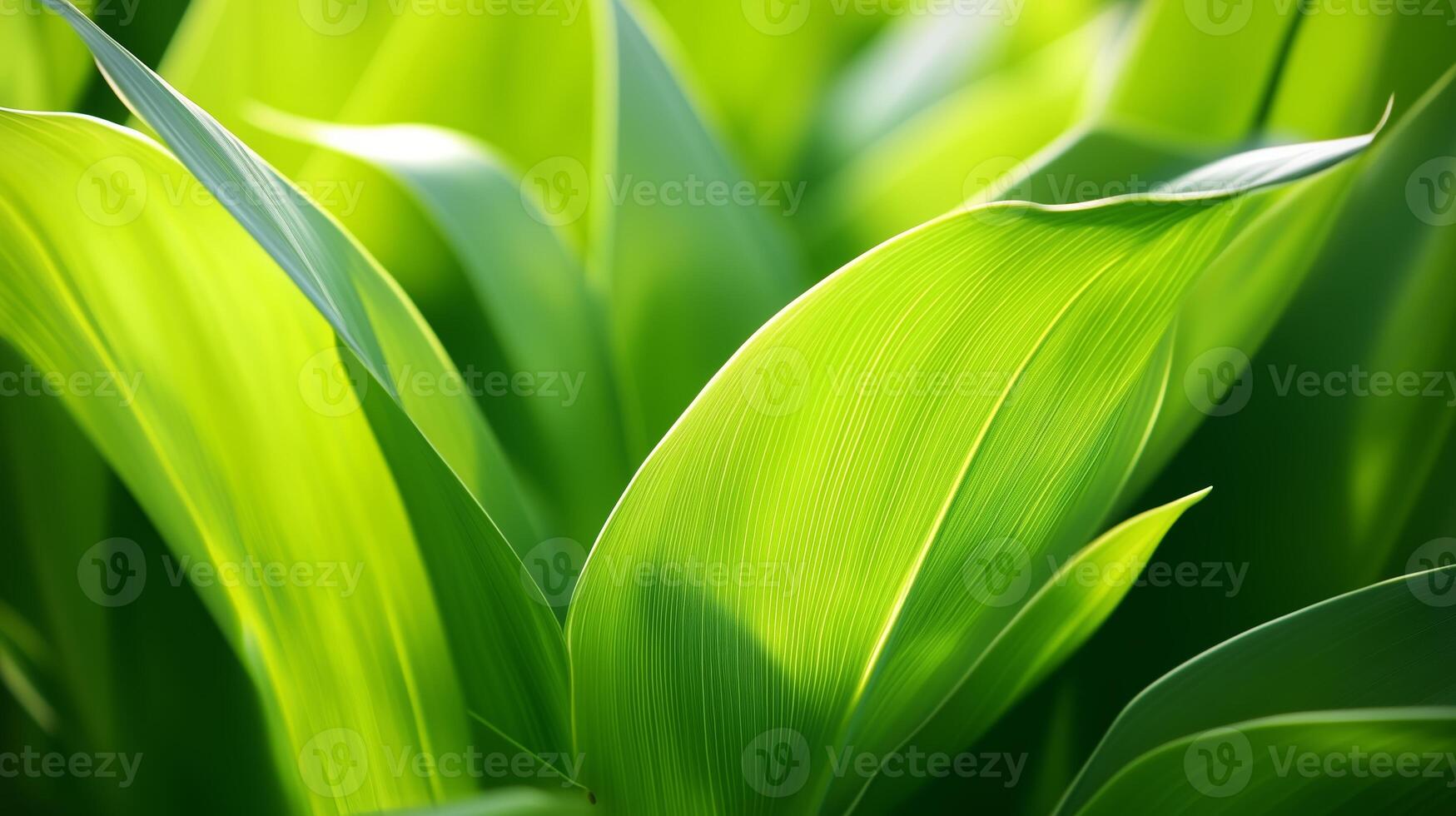 Green leaves glistening in sunlight create a vibrant natural setting in a lush garden photo