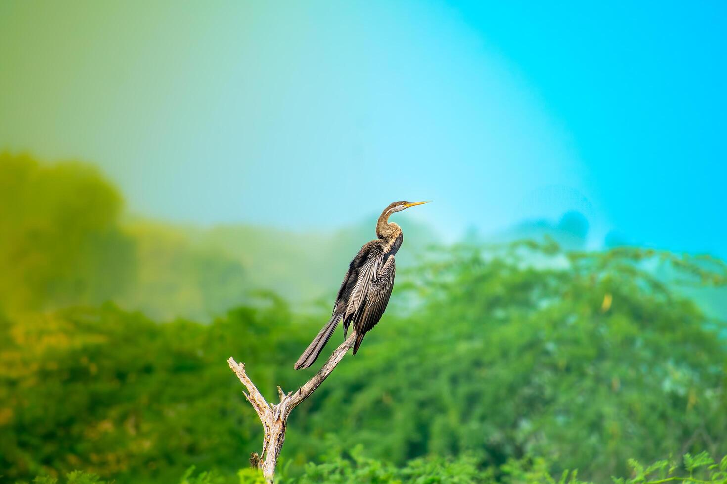 Oriental Darter - The Snakebird of Serene Waters photo