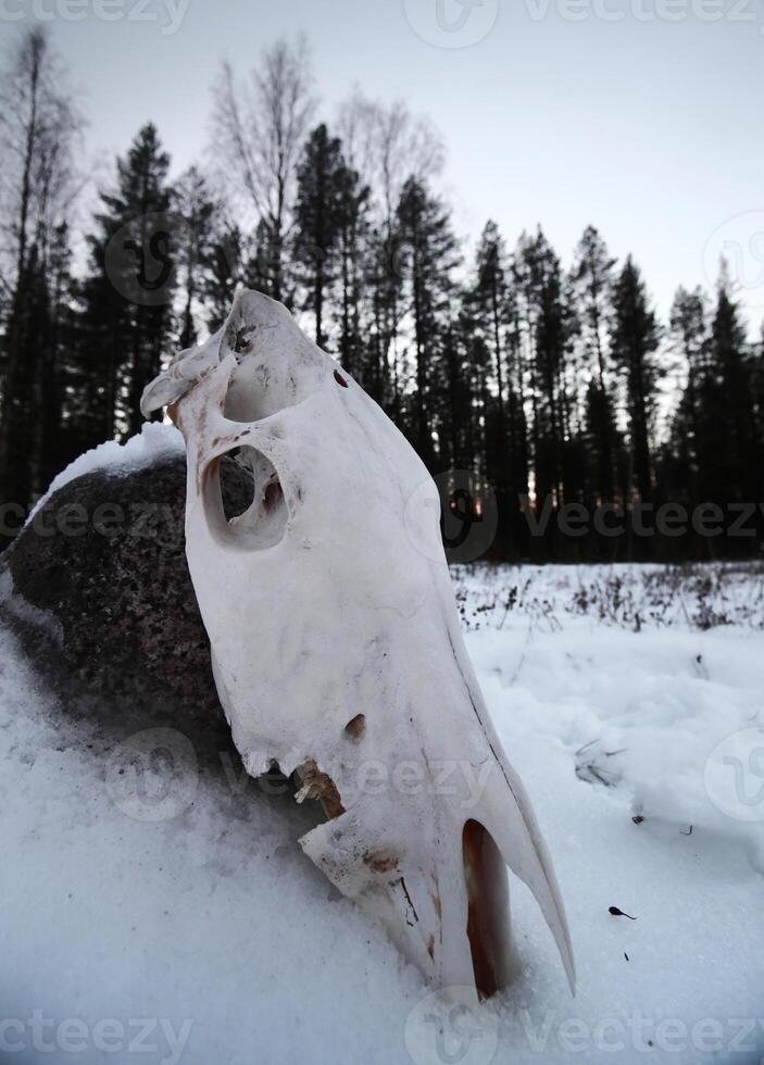 Skull of a slaughtered horse lying in stone in snow photo