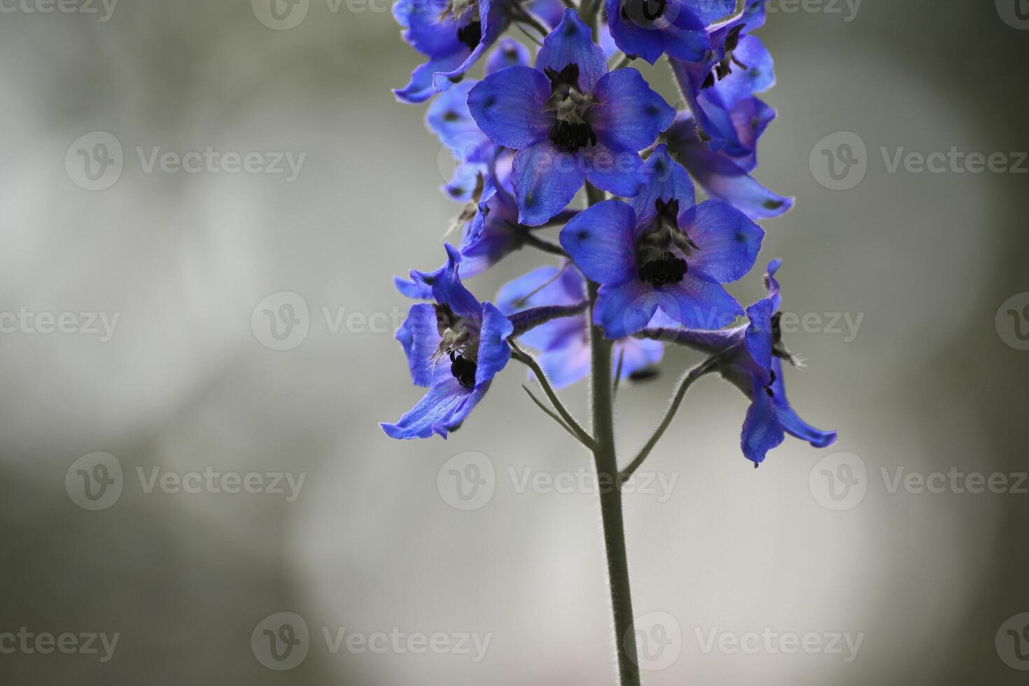 Delphinium elatum, the candle larkspur, with desaturation effect photo