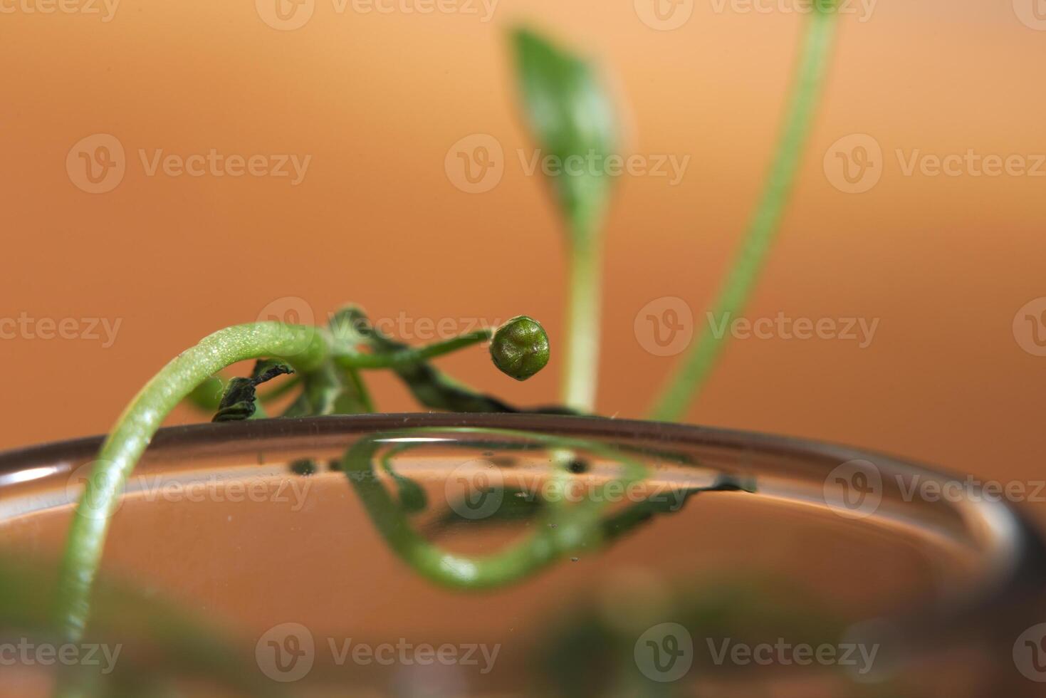 Fruit of a water chickweed Montia fontana photo