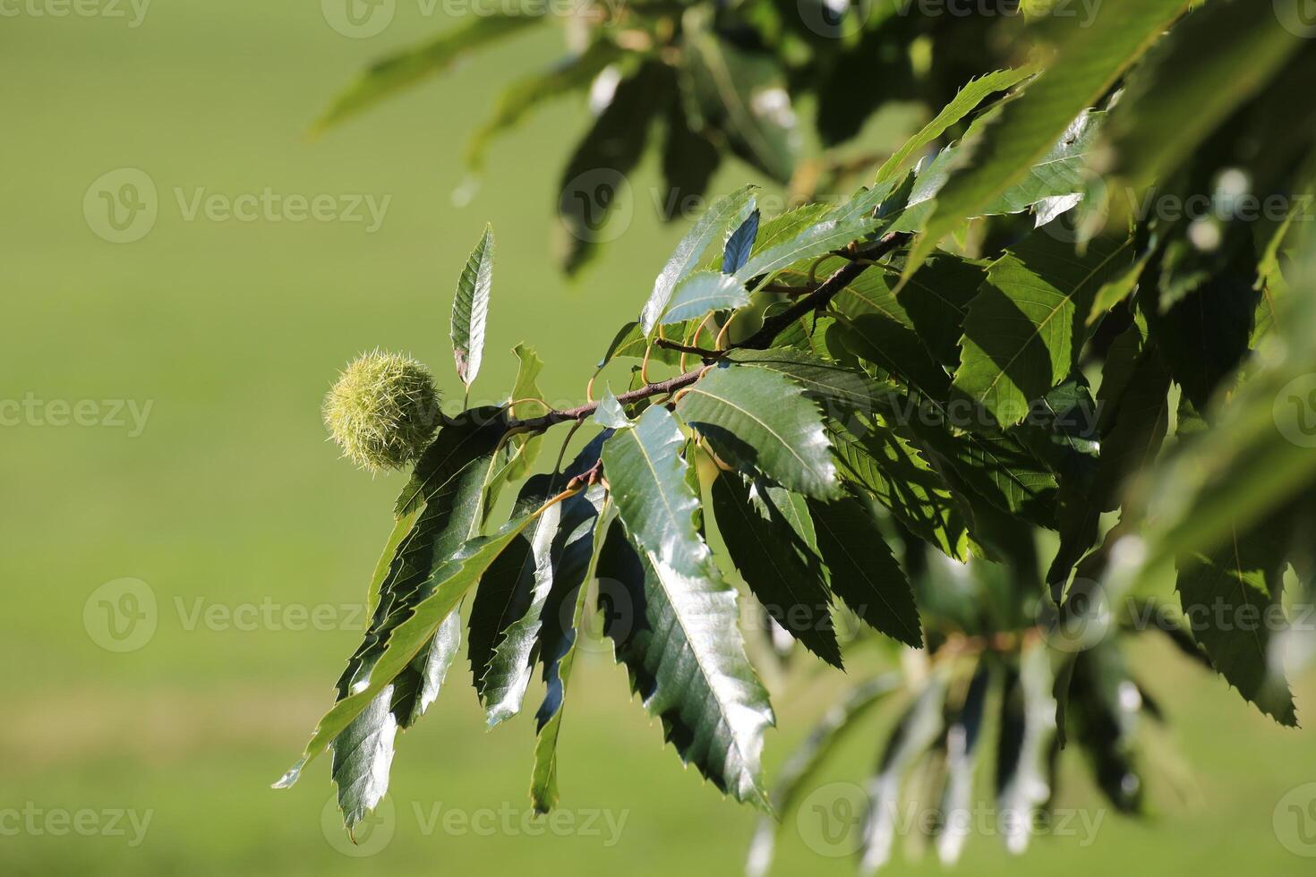 Single sweet chestnut Castanea sativa on a tree photo