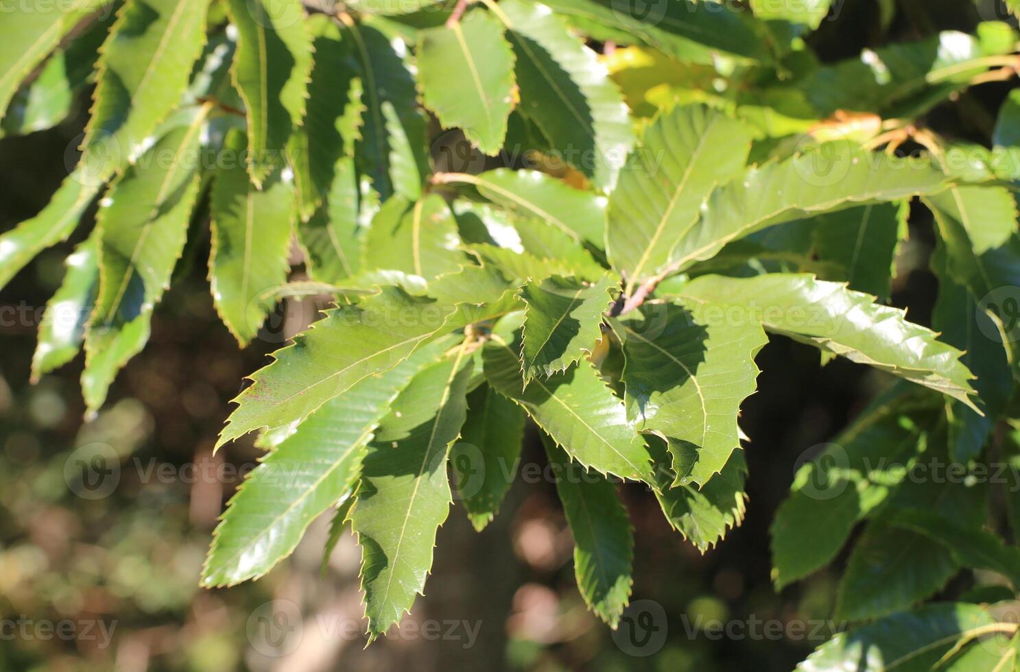 Several leaves of the sweet chestnut Castanea sativa photo