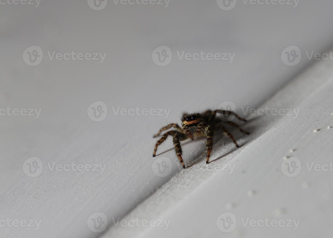 Macro shot of a jumping spider Marpissa muscosa photo