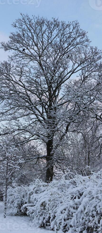 Vertical panoramic shot of a tree with crows photo
