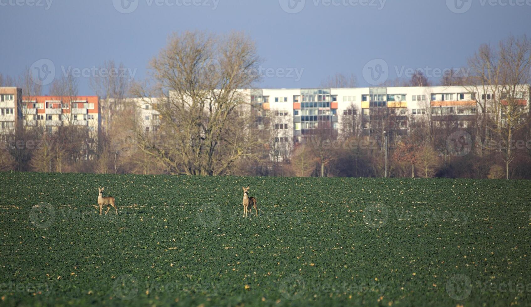 Roe deer Capreolus capreolus couple on rapeseed field in front of suburb of Greifswald, Germany photo