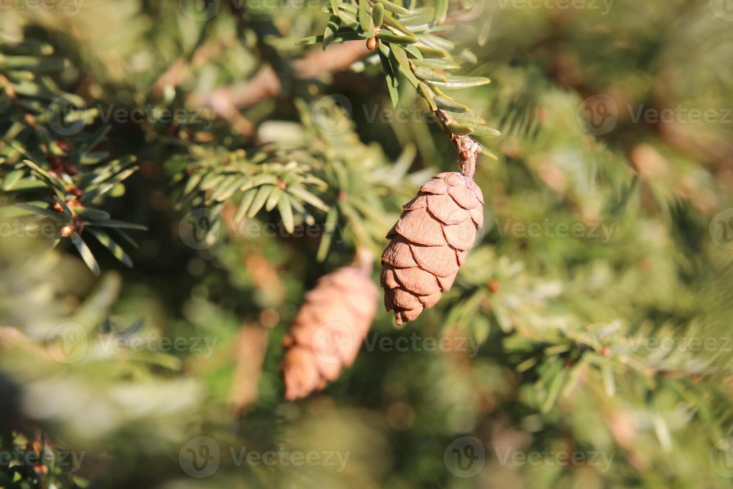Hemlock spruce Tsuga heterophylla with cones photo