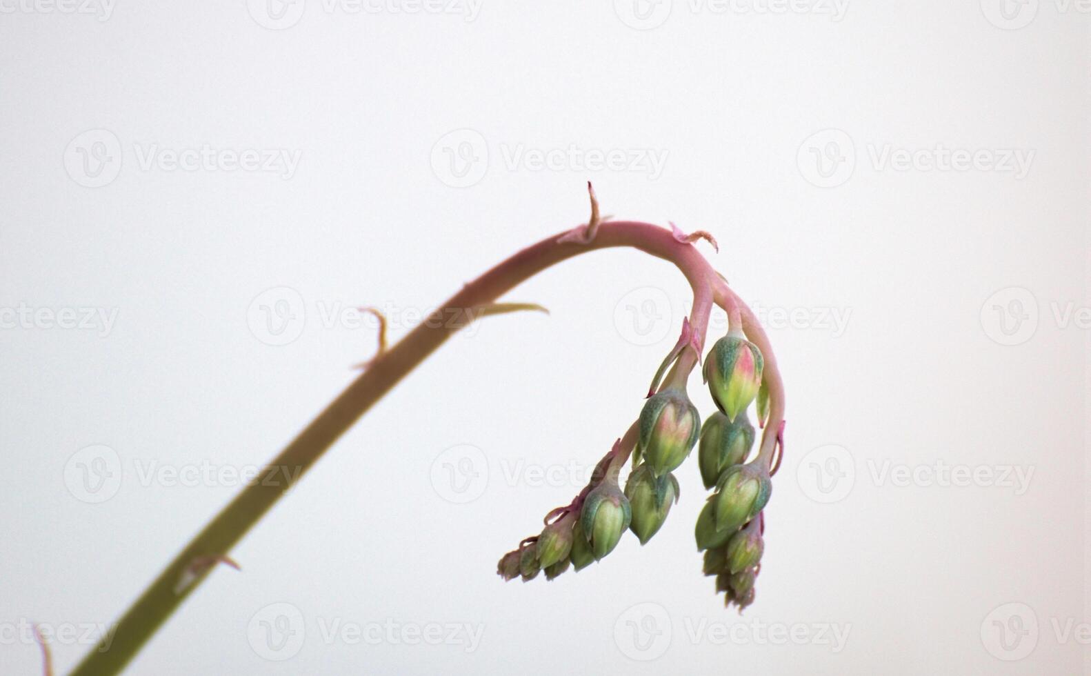 Inflorescence of a succulent plant on white background photo