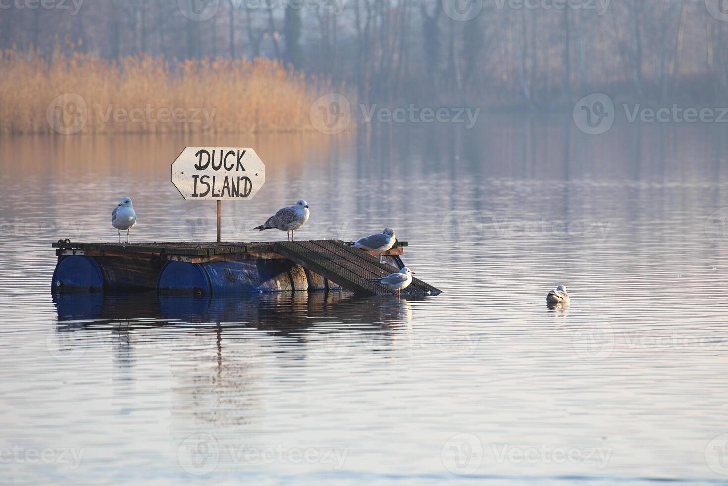 Duck island inhabitated by herring gulls Larus argentatus and black headed gulls Chroicocephalus ridibundus photo