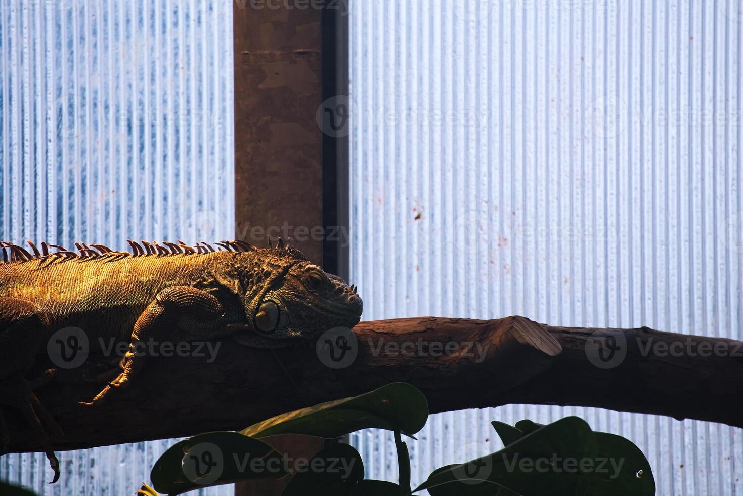 Common iguana iguana iguana lying on a branch photo