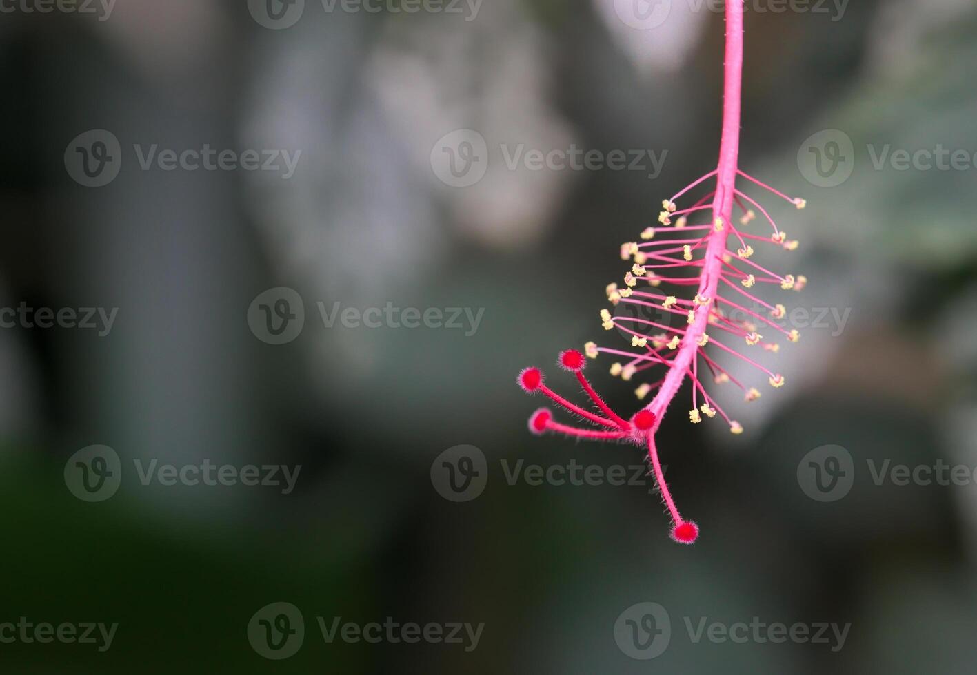 Extreme close up of a tropical blossom, stamen and fruits are cleary visible photo