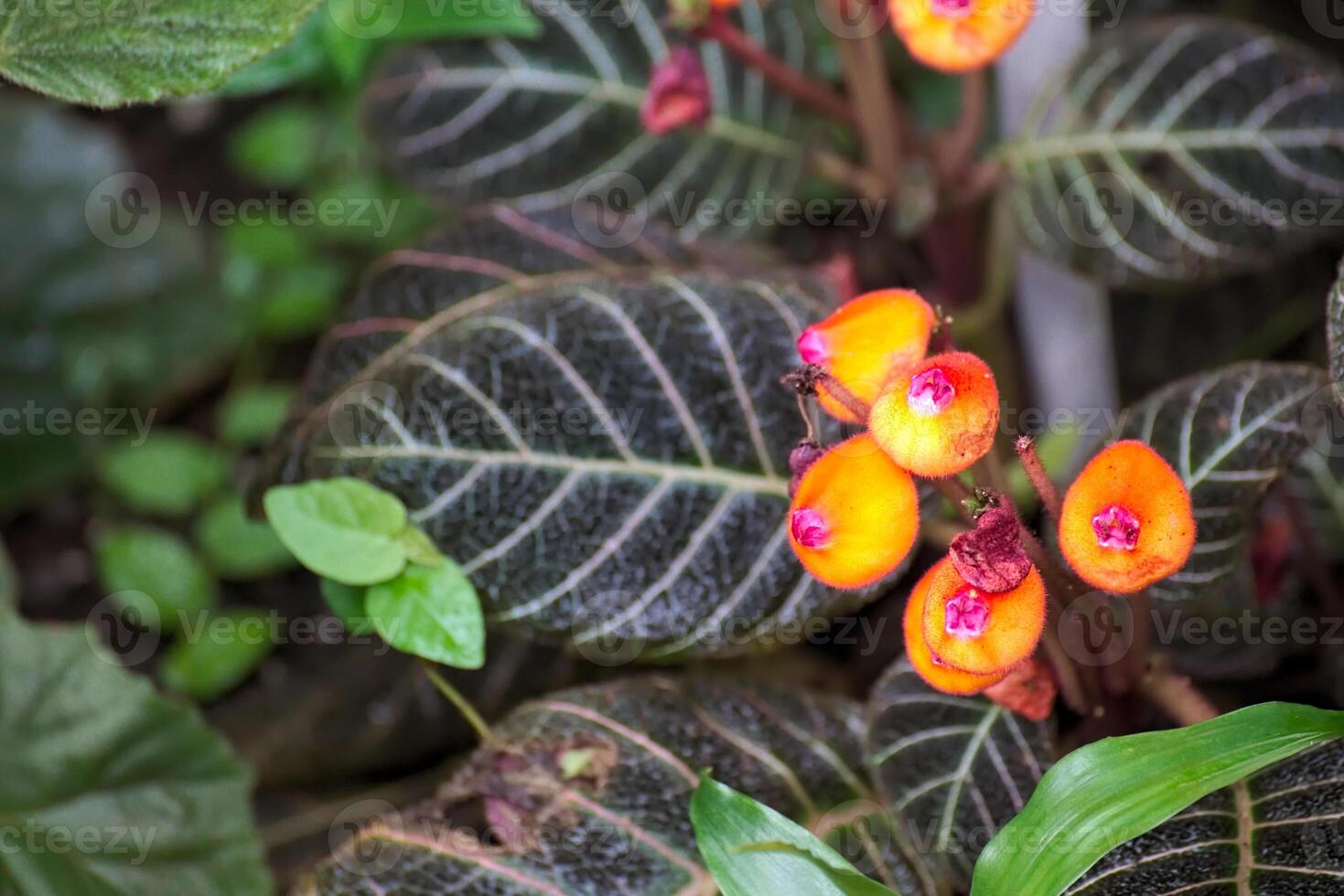 Blossoms and variegated leaves of Pearcea hypocyrtiflora photo