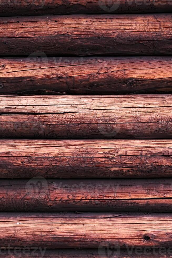 Wooden logs with a groove and hole structure made by insects photo