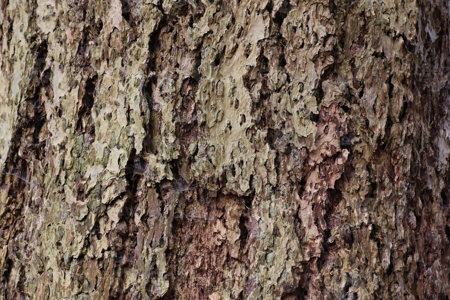 Macro of an eroded conifer bark with holes photo