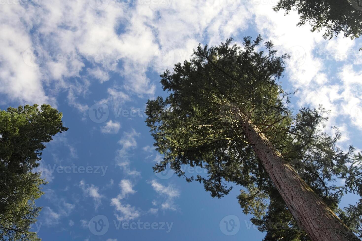 Giant sequoia Sequoiadendron giganteum seen from below photo