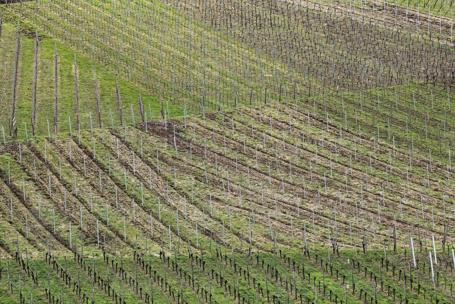 Bare vineyardin spring in Baden-Wurttemberg, Germany photo