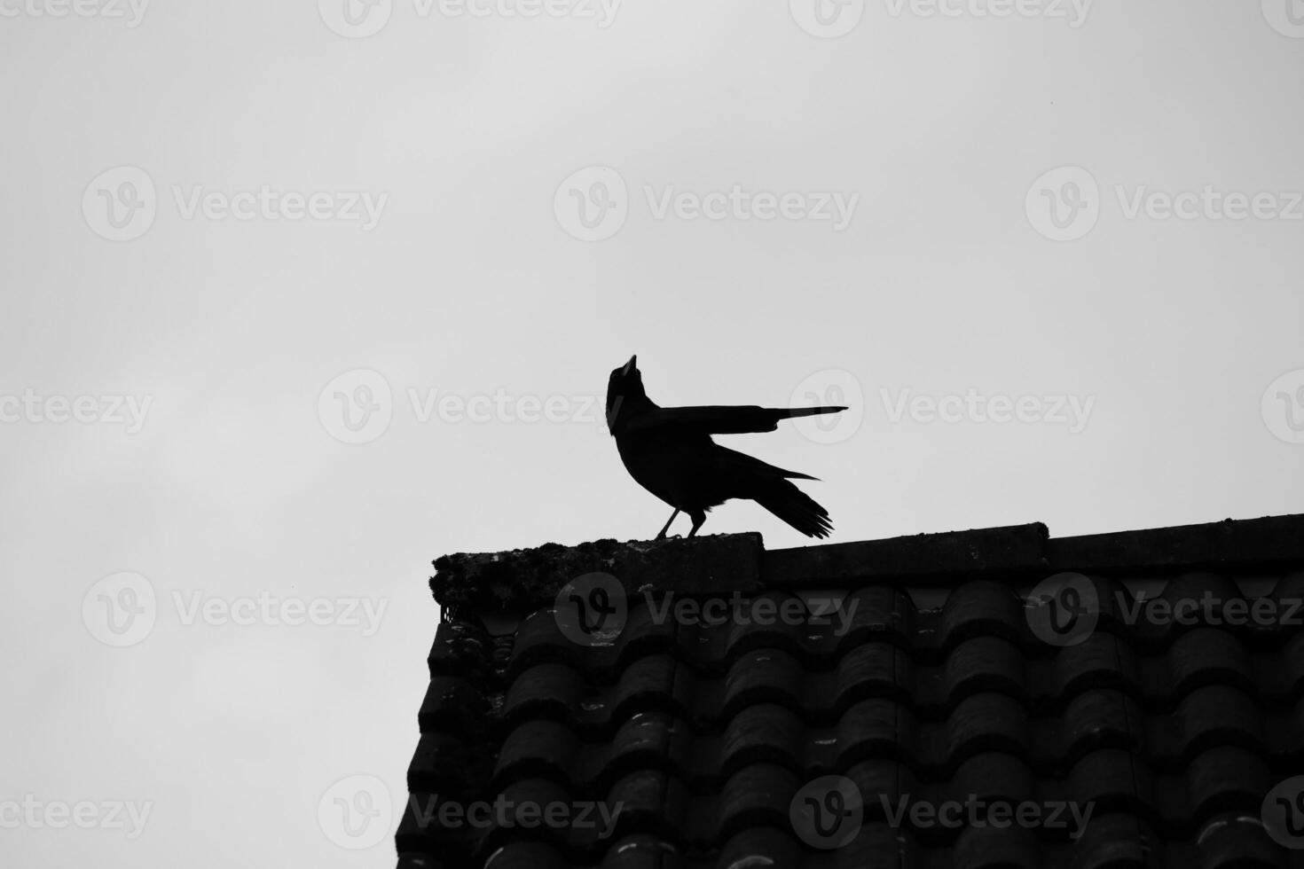 Black and white image of hooded crow sitting on a roof photo