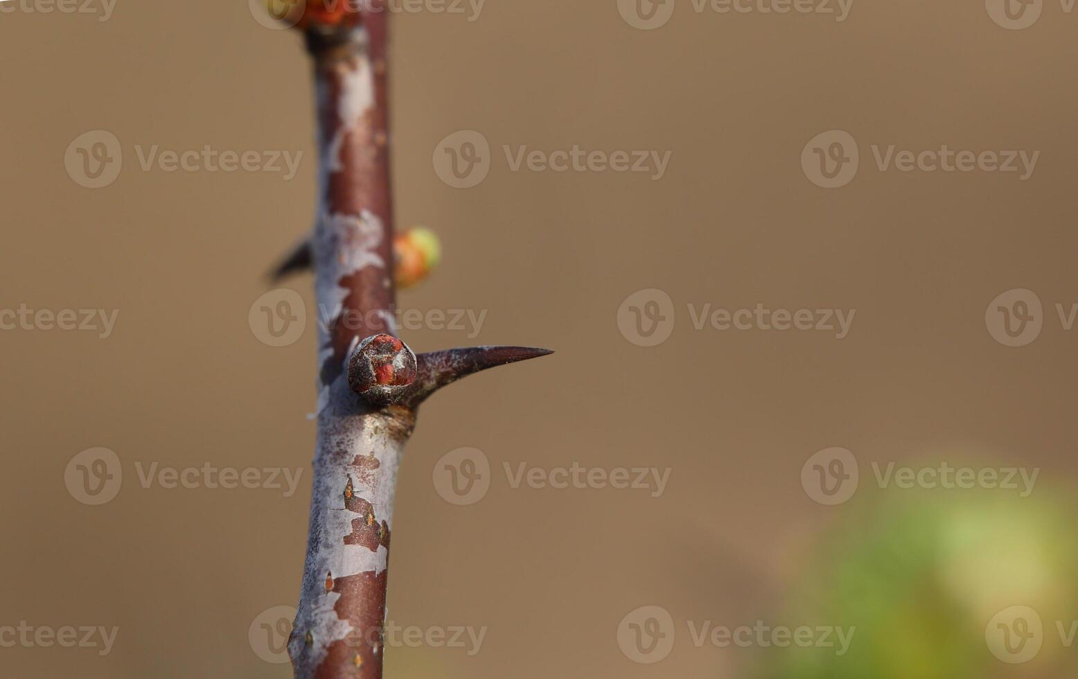 Macro shot of thorn of the hawthorn Crataegus photo