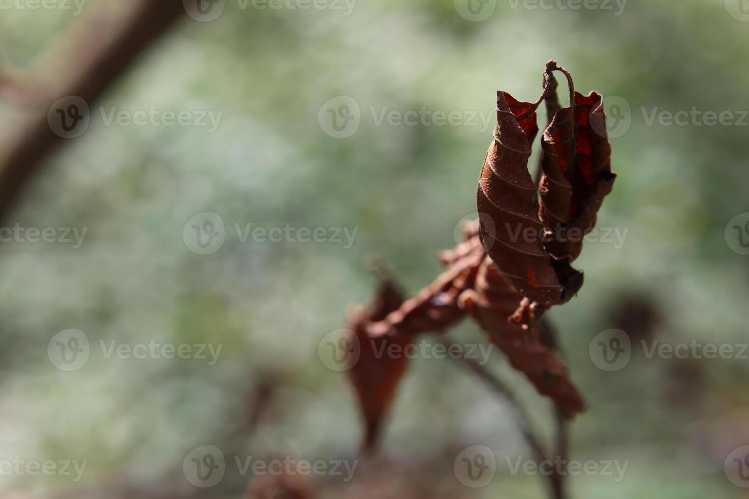 Dry leaves with selective focus in a forest photo