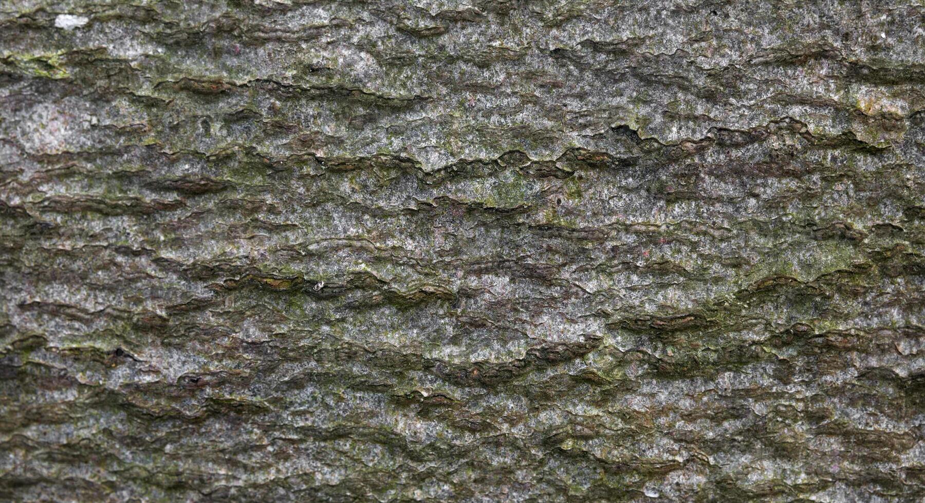 Macro of the bark of a deciduous tree photo