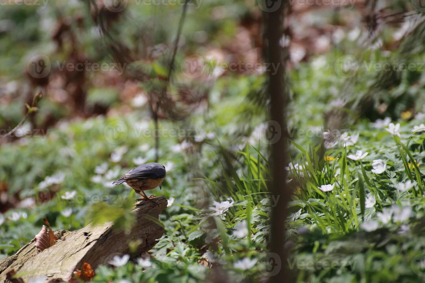 Eurasian nuthatch Sitta europaea on a piece of wood photo