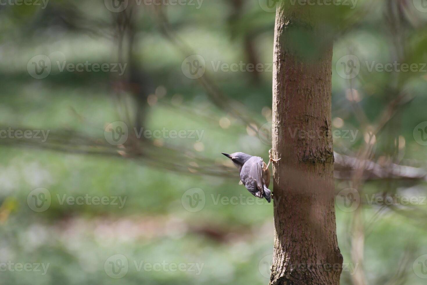 Eurasian nuthatch Sitta europaea at the side of a stem photo