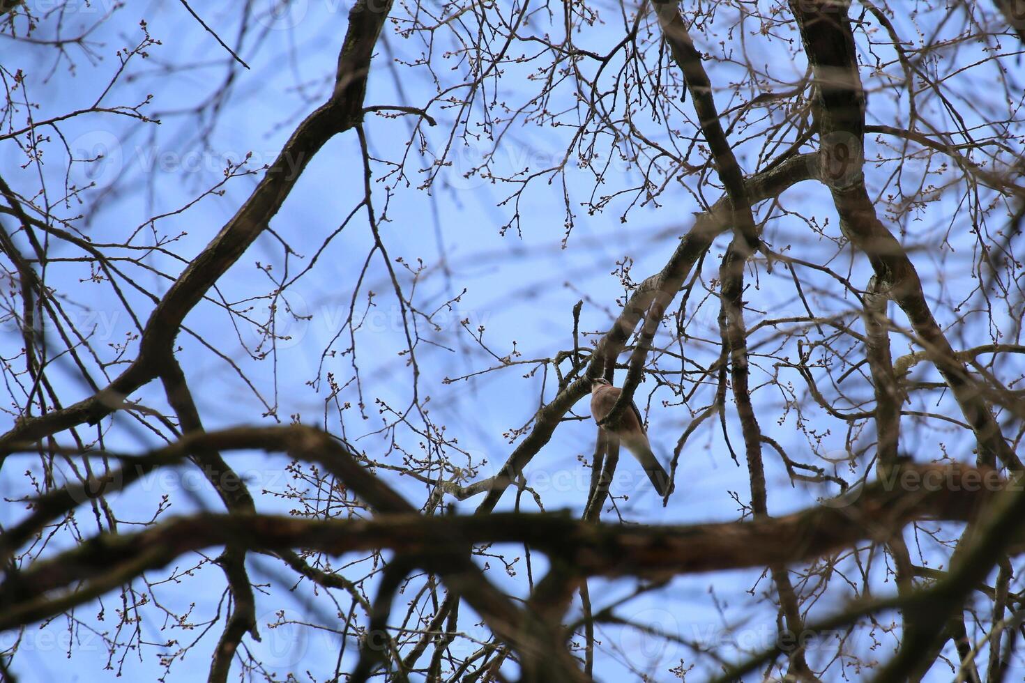 Eurasian jay Garrulus glandarius sitting in a tree photo