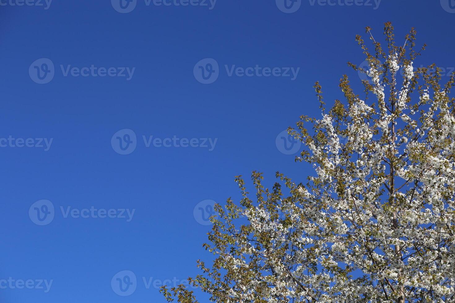 Top of fruit tree with white blossoms in front of blue sky. A polarization filter was used photo