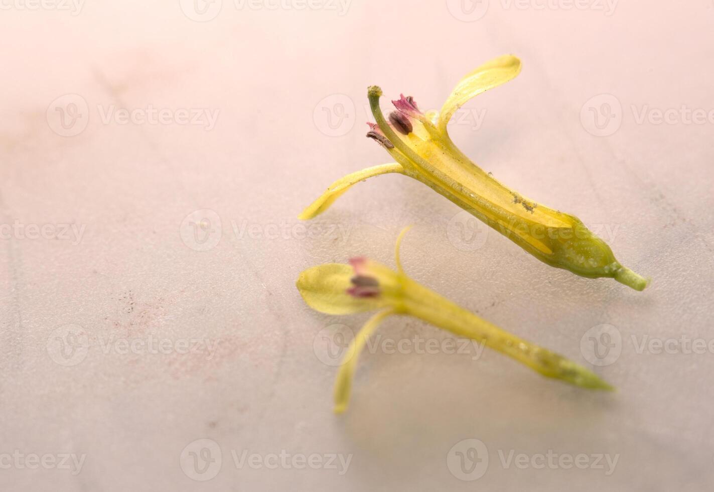 Intersection of blossom of the Golden currant Ribes aureum photo