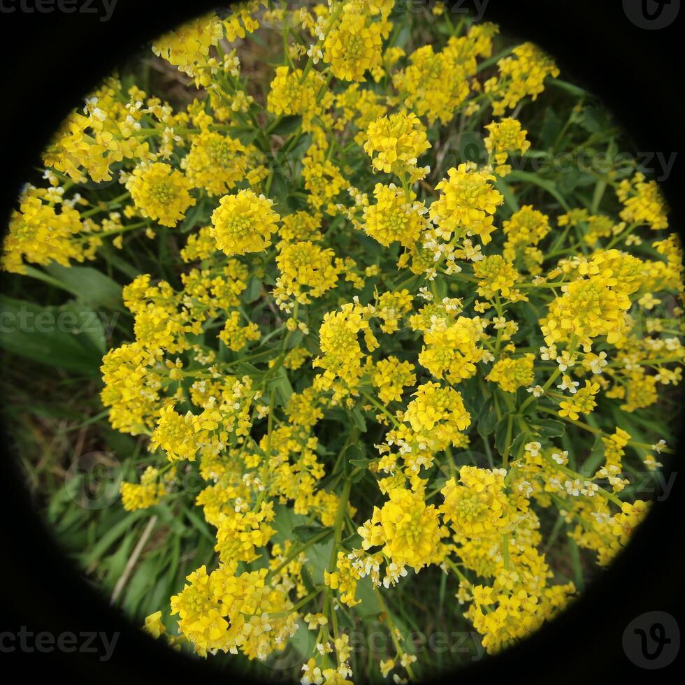 Wide angle macro of herb barbara Barbarea vulgaris, shot from above with a black vignette photo