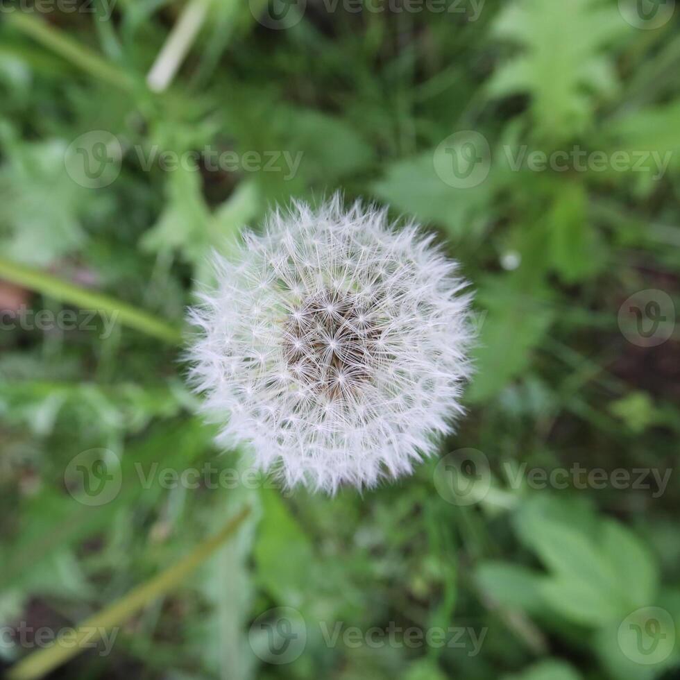 Unusual view of blowball, wide angle macro shot directly from above photo