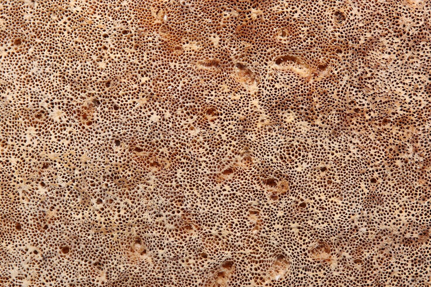 Macro shot of the lower side of the birch polypore Piptoporus betulinus fungus photo