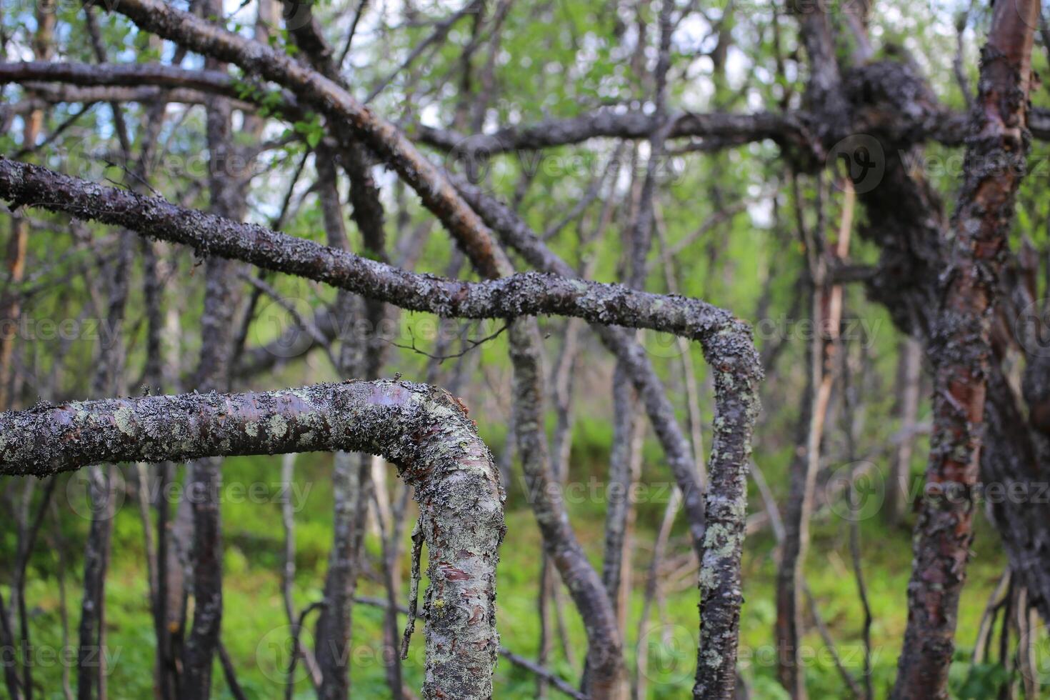 Tree stems. They broke in a right angle but continued to grow anyway photo