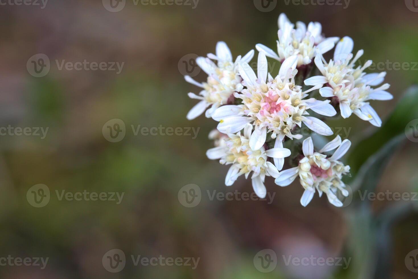 Petasites frigidus, the Arctic sweet coltsfoot, with blossoms photo