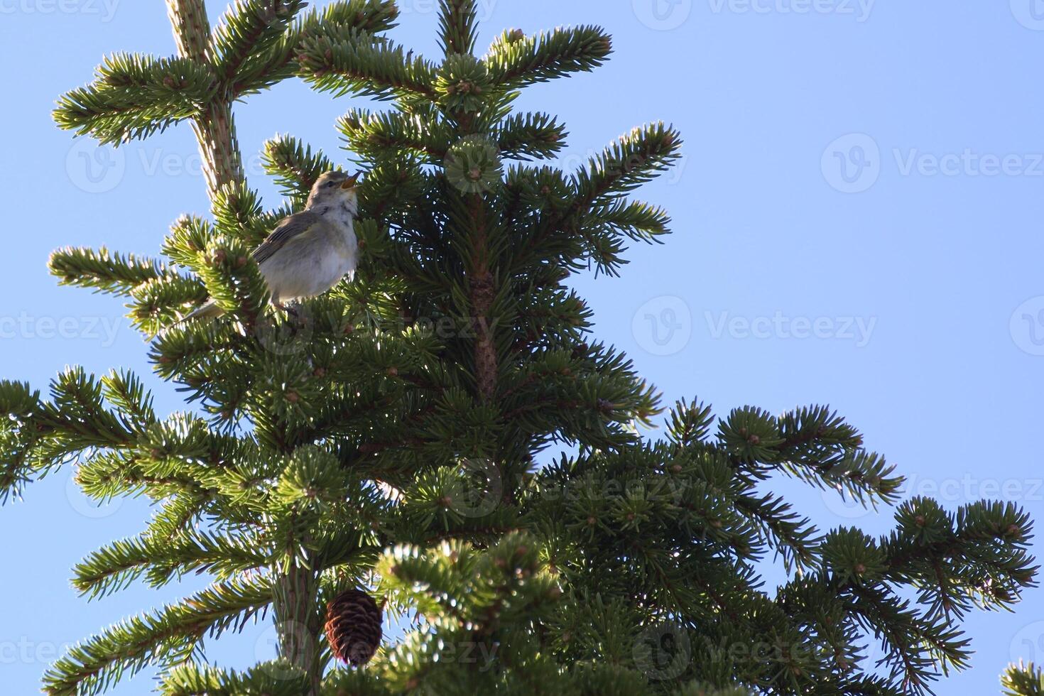 Willow warbler Phylloscopus trochilus sitting in a tree photo