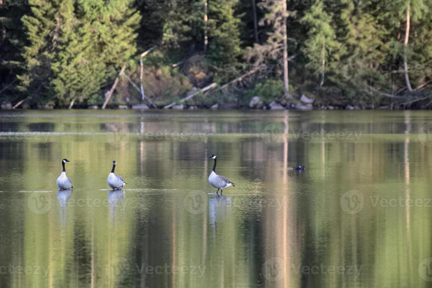 Group of three Canada geese Branta canadensis standing in shallow water photo