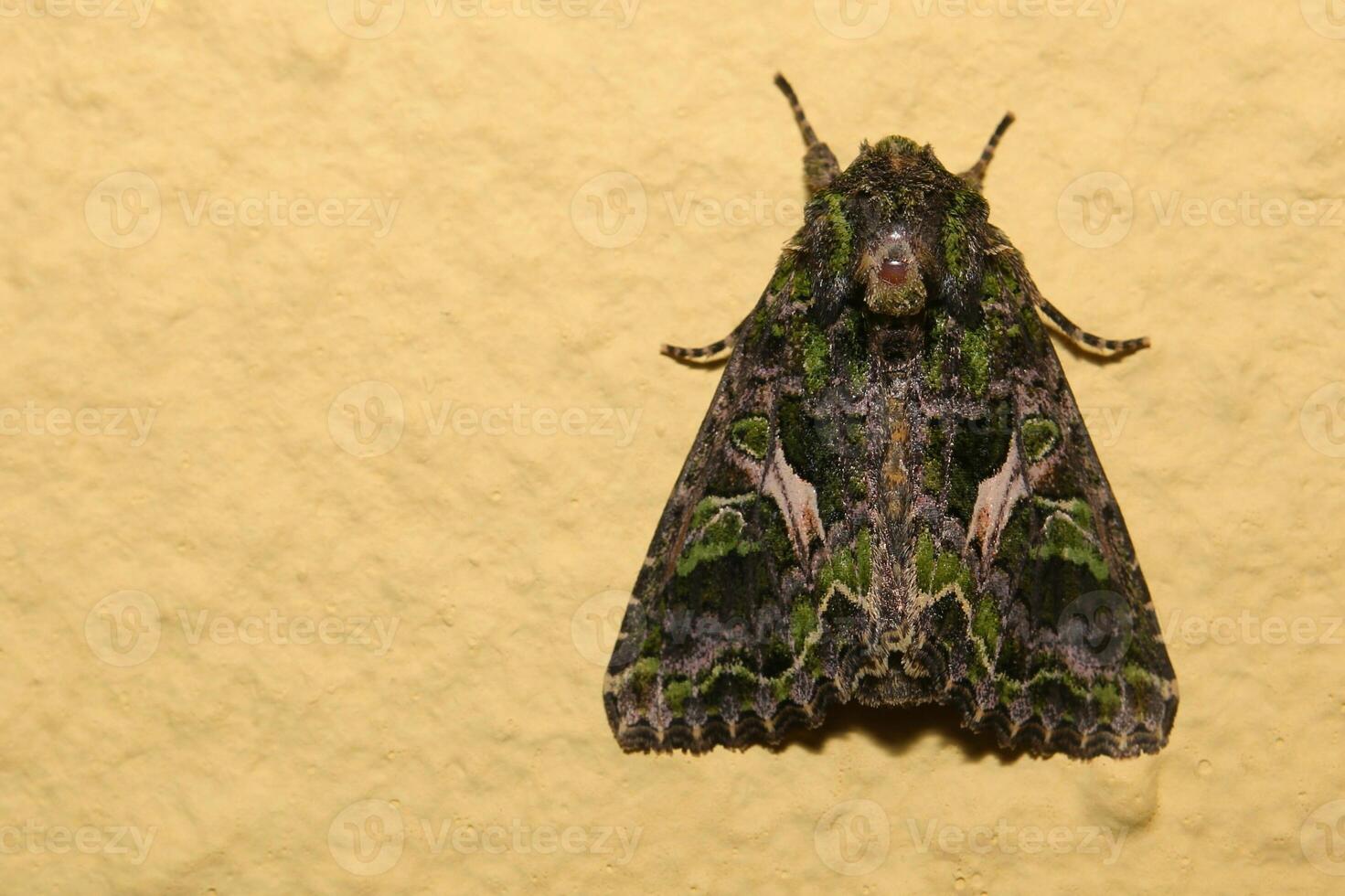 Orache Moth Trachea atriplicis sitting on the wall photo