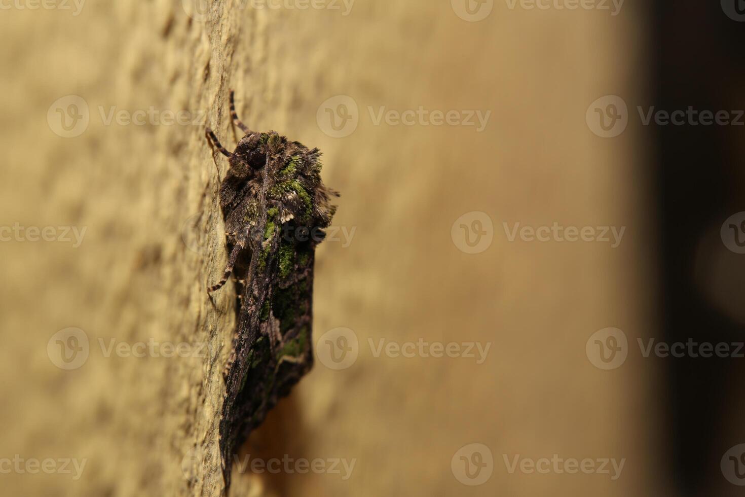 Orache Moth Trachea atriplicis sitting on the wall photo