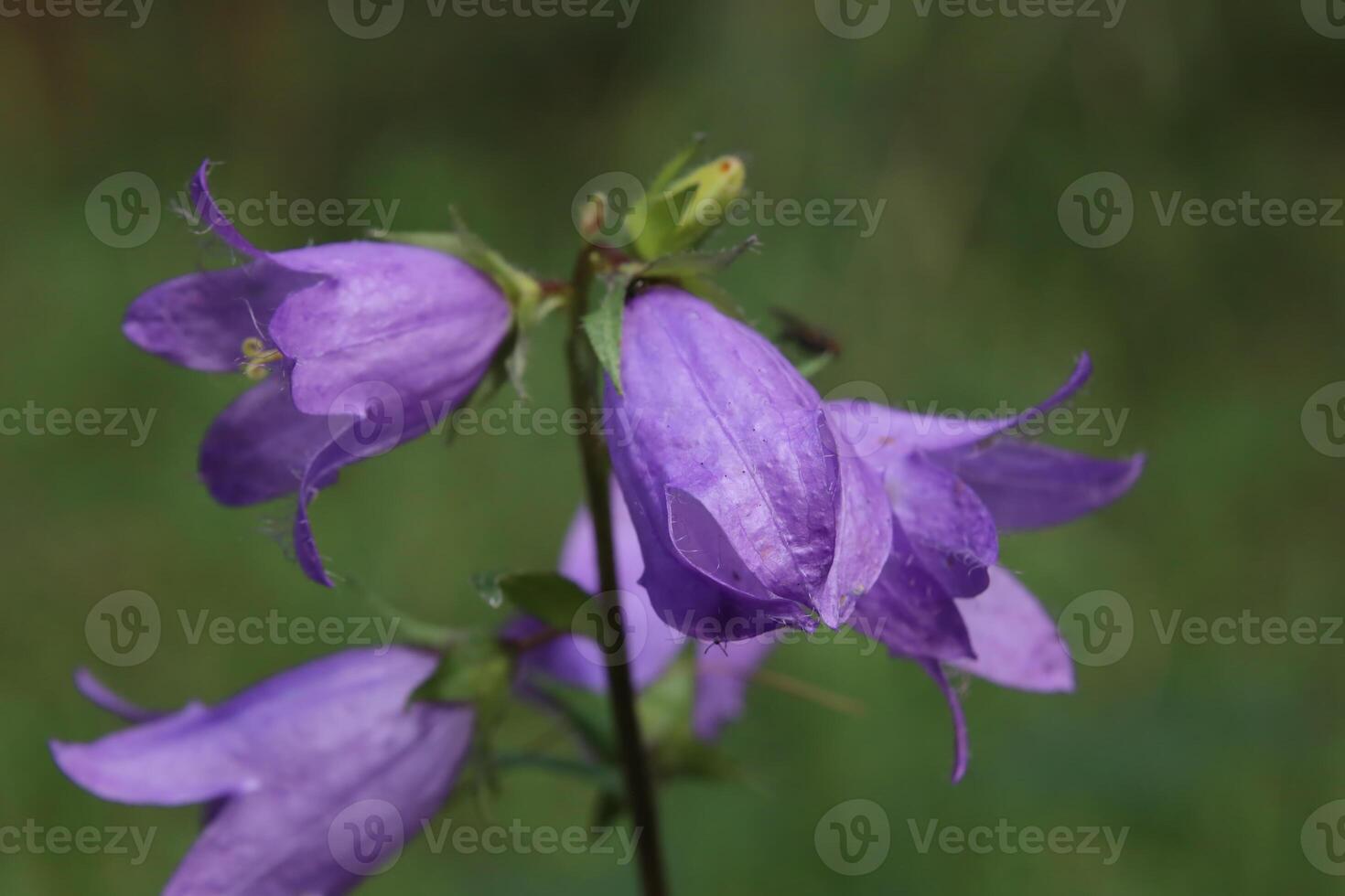 Flowering nettle leaved bellflower plant Campanula trachelium photo