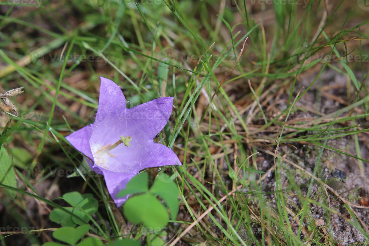 Flowering of the nettle leaved bellflower Campanula trachelium photo