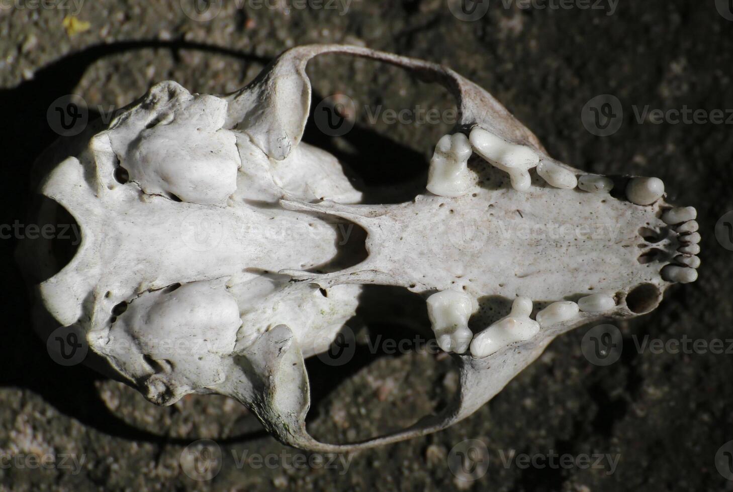 Skull of a European pine marten Martes martes from below photo