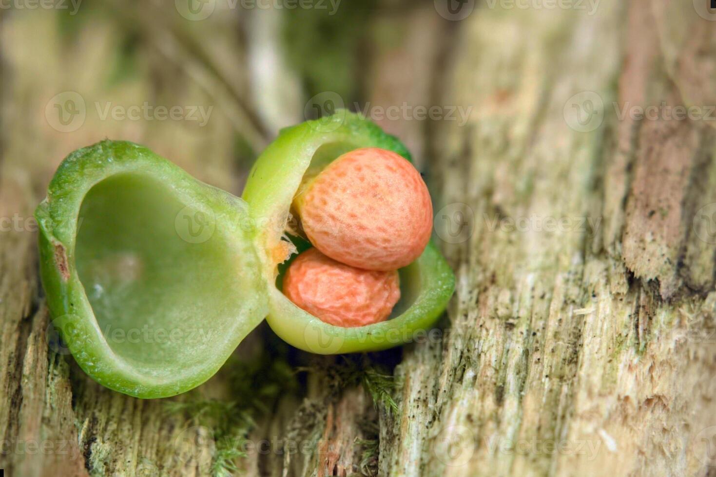 Fruits and seeds of an Arum maculatum snakeshead plant photo