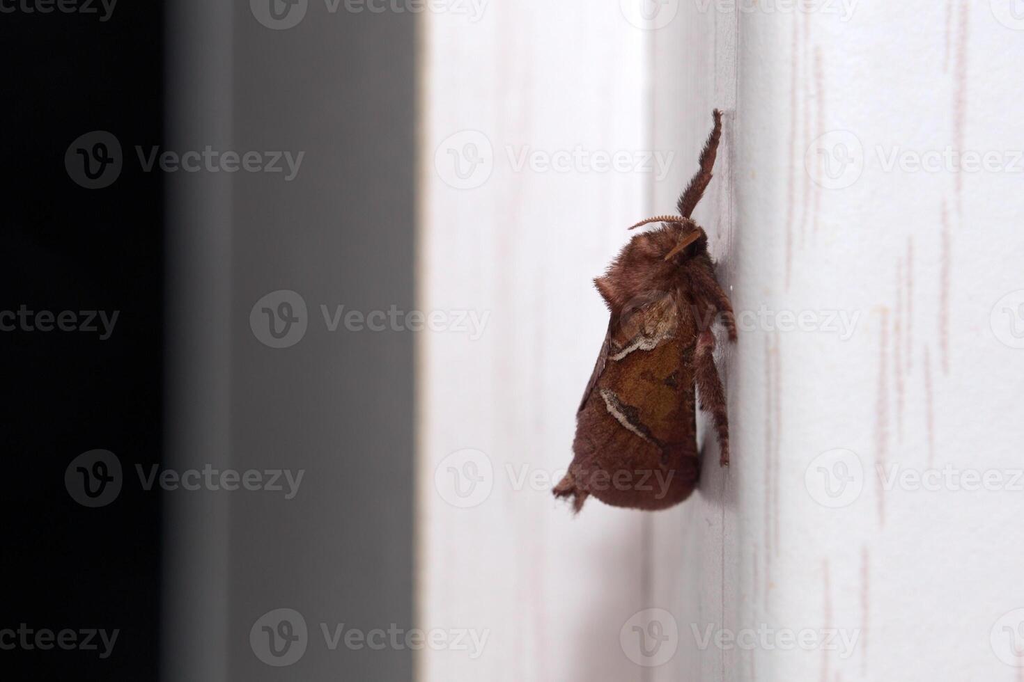 Macro shot of the orange swift Triodia sylvina photo