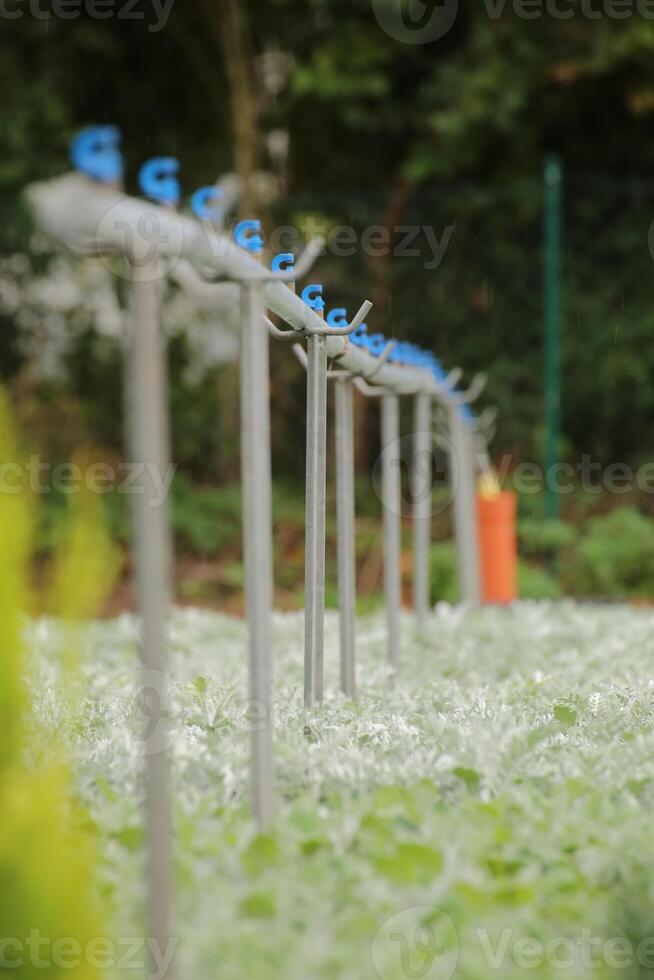 Garden plant plantation with irrigation system photo